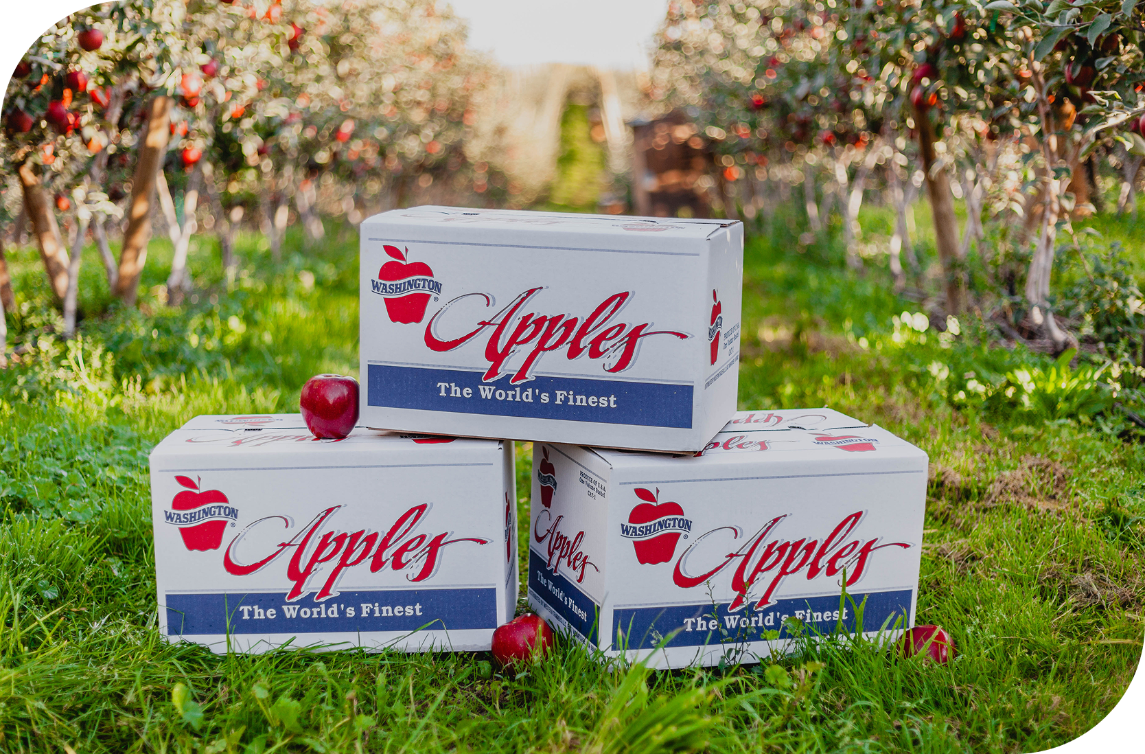 Manzanas Mayoreo